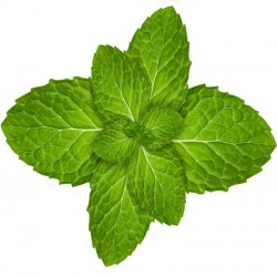 MENTHOL (TPA) YA LISTO!!!